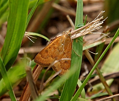 [Top-down view of a triangular-shaped moth with medium brown wings which have dark brown markings at the edges and in curved stripes across the face of the wings.]